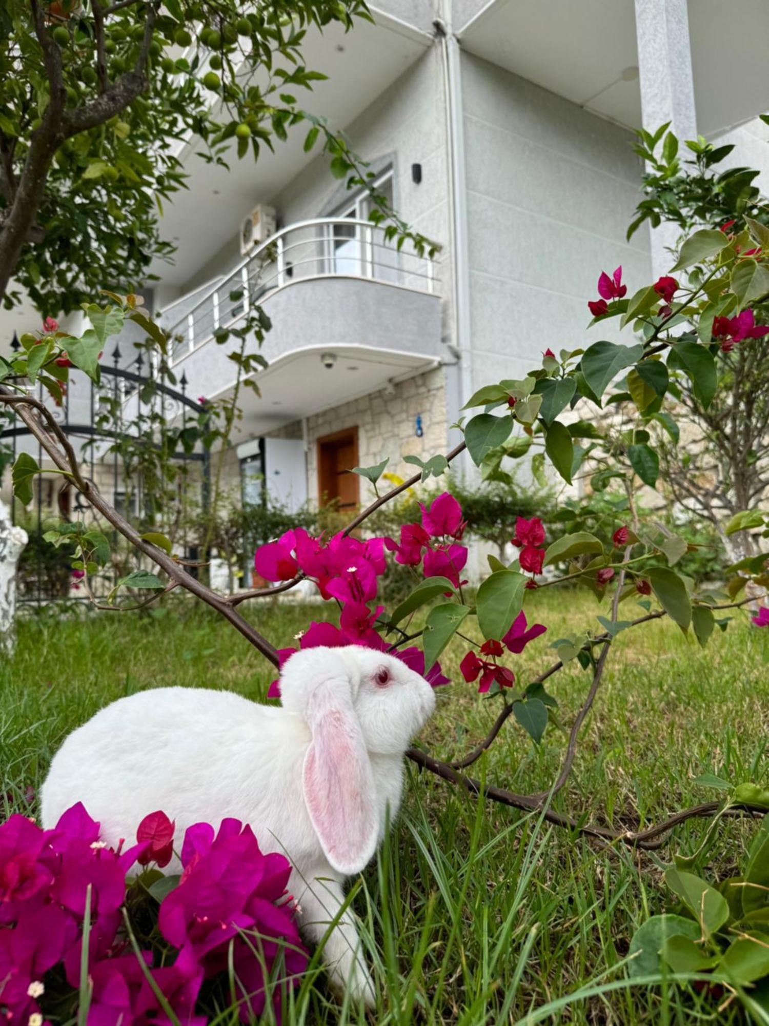 Villa Bodini Himare Exterior foto
